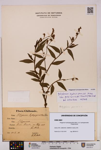 Polygonum hydropiperoides var. hydropiperoides [Espécimen: UDEC:CONC:0023321]