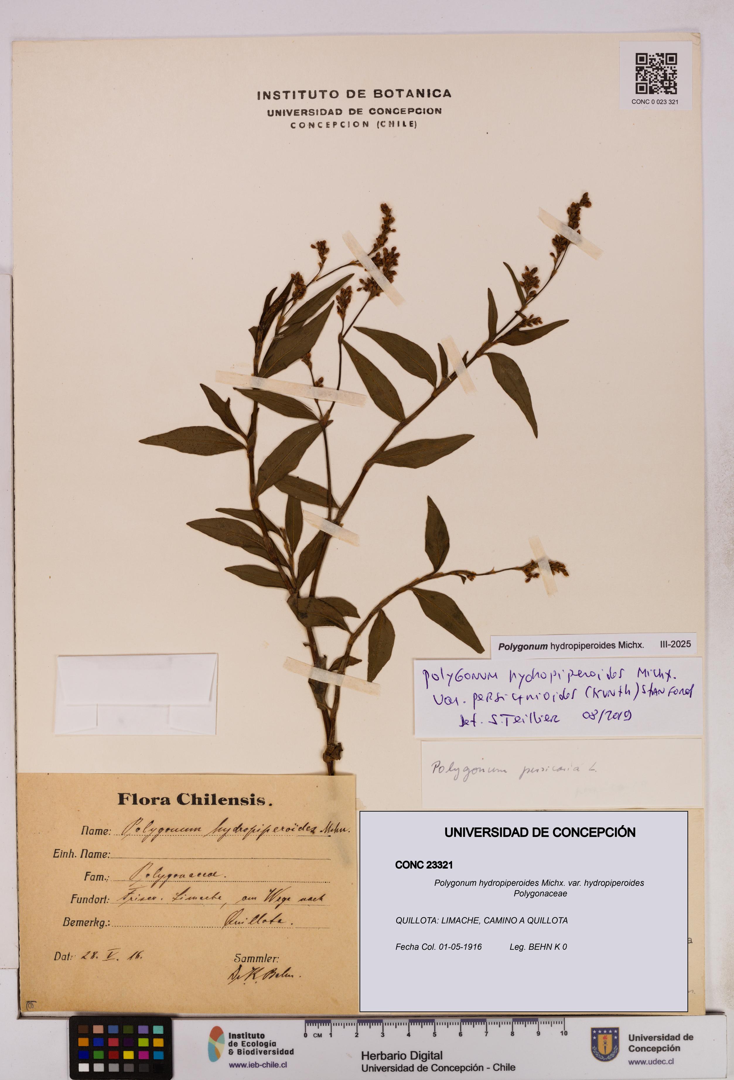 Polygonum hydropiperoides var. hydropiperoides [Espécimen: UDEC:CONC:0023321]