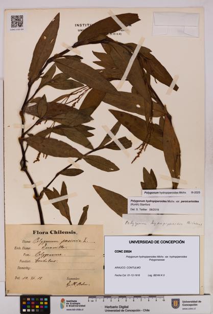 Polygonum hydropiperoides var. hydropiperoides [Espécimen: UDEC:CONC:0023324]
