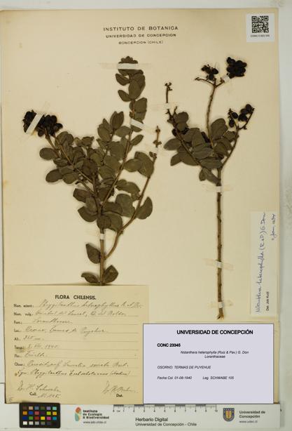 Notanthera heterophylla [Espécimen: UDEC:CONC:0023345]