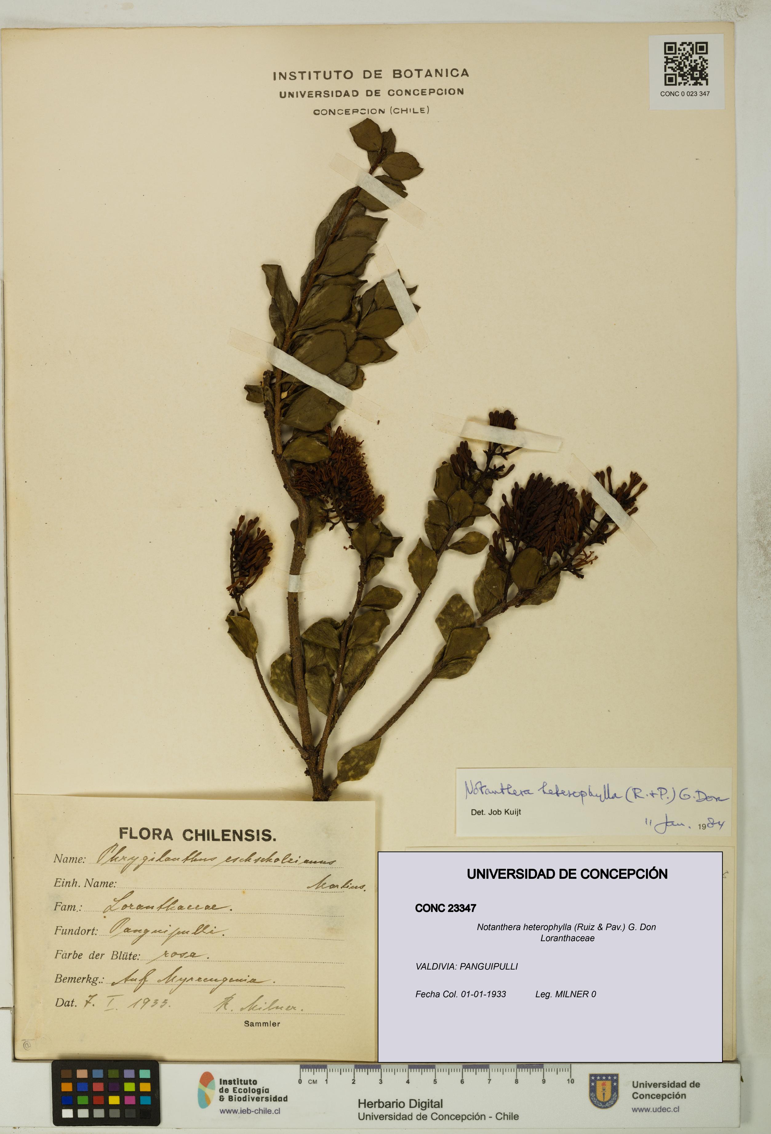 Notanthera heterophylla [Espécimen: UDEC:CONC:0023347]