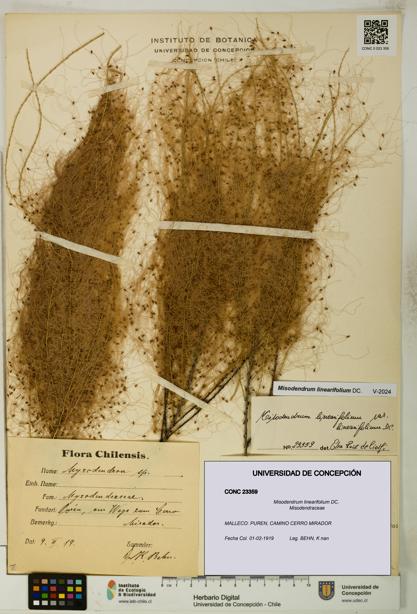 Misodendrum linearifolium [Espécimen: UDEC:CONC:0023359]