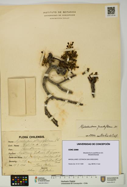 Misodendrum quadriflorum [Espécimen: UDEC:CONC:0023360]