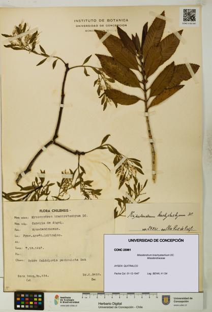 Misodendrum brachystachium [Espécimen: UDEC:CONC:0023361]
