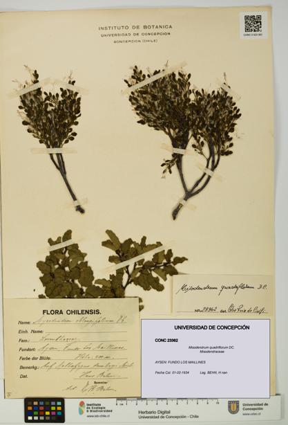 Misodendrum quadriflorum [Espécimen: UDEC:CONC:0023362]