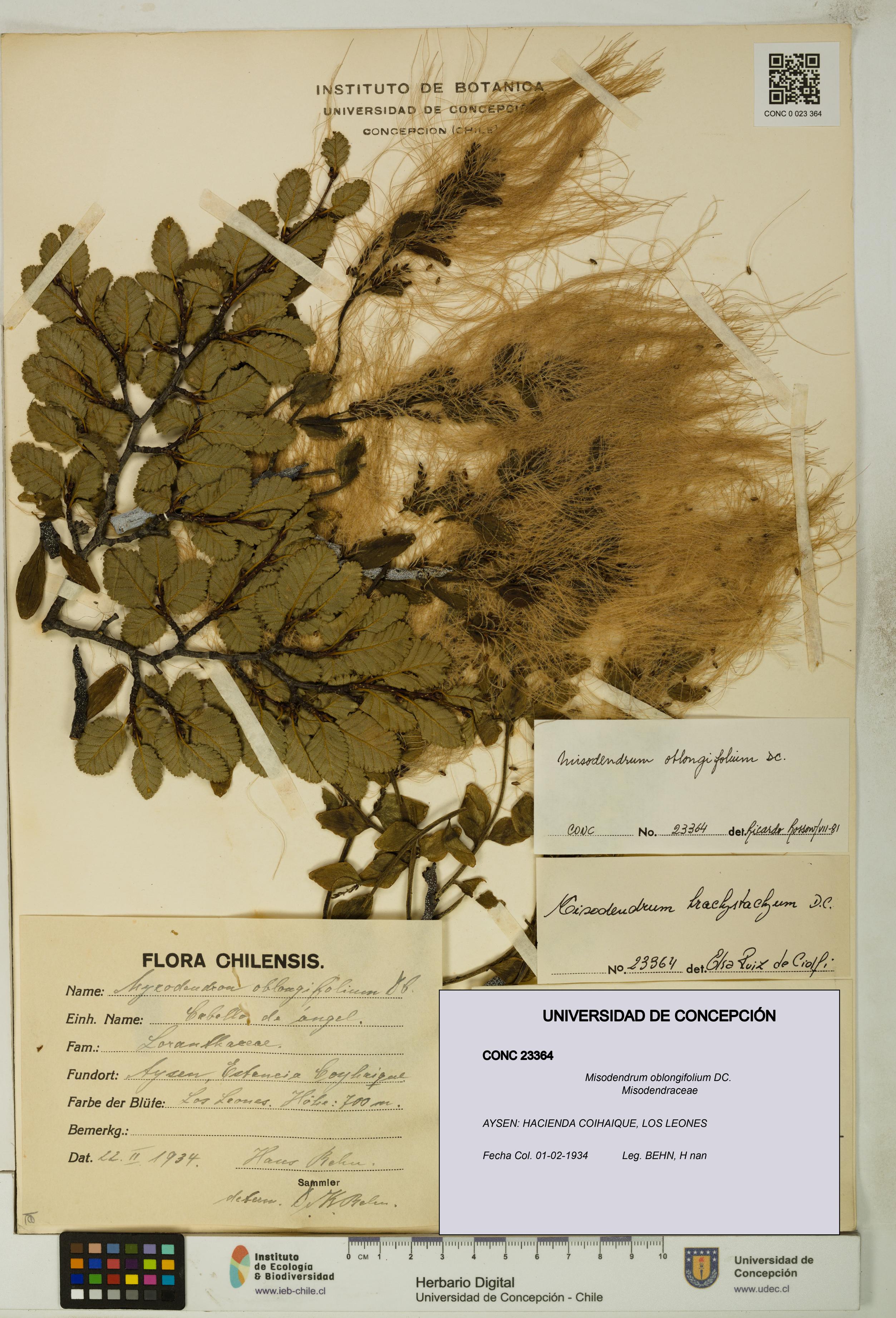 Misodendrum oblongifolium [Espécimen: UDEC:CONC:0023364]