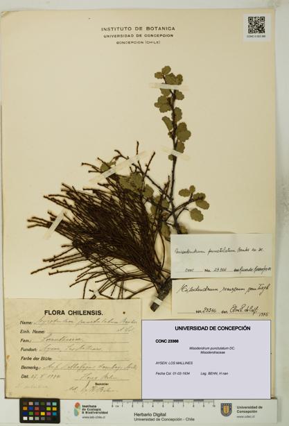 Misodendrum punctulatum [Espécimen: UDEC:CONC:0023366]