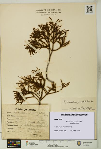 Misodendrum punctulatum [Espécimen: UDEC:CONC:0023367]