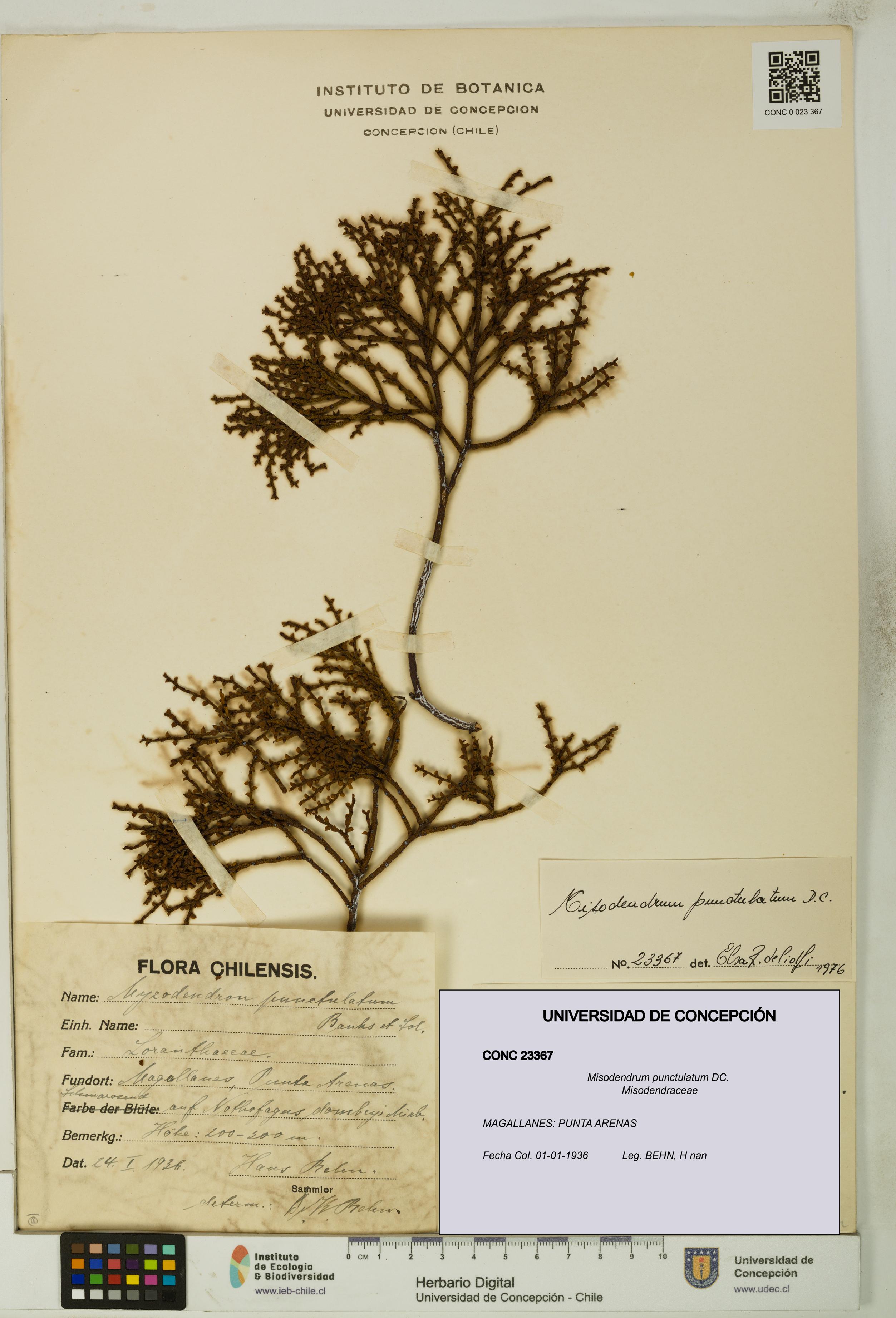 Misodendrum punctulatum [Espécimen: UDEC:CONC:0023367]