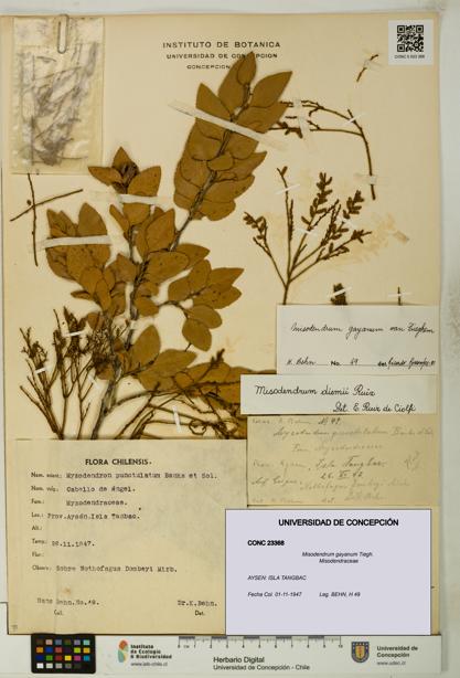 Misodendrum gayanum [Espécimen: UDEC:CONC:0023368]