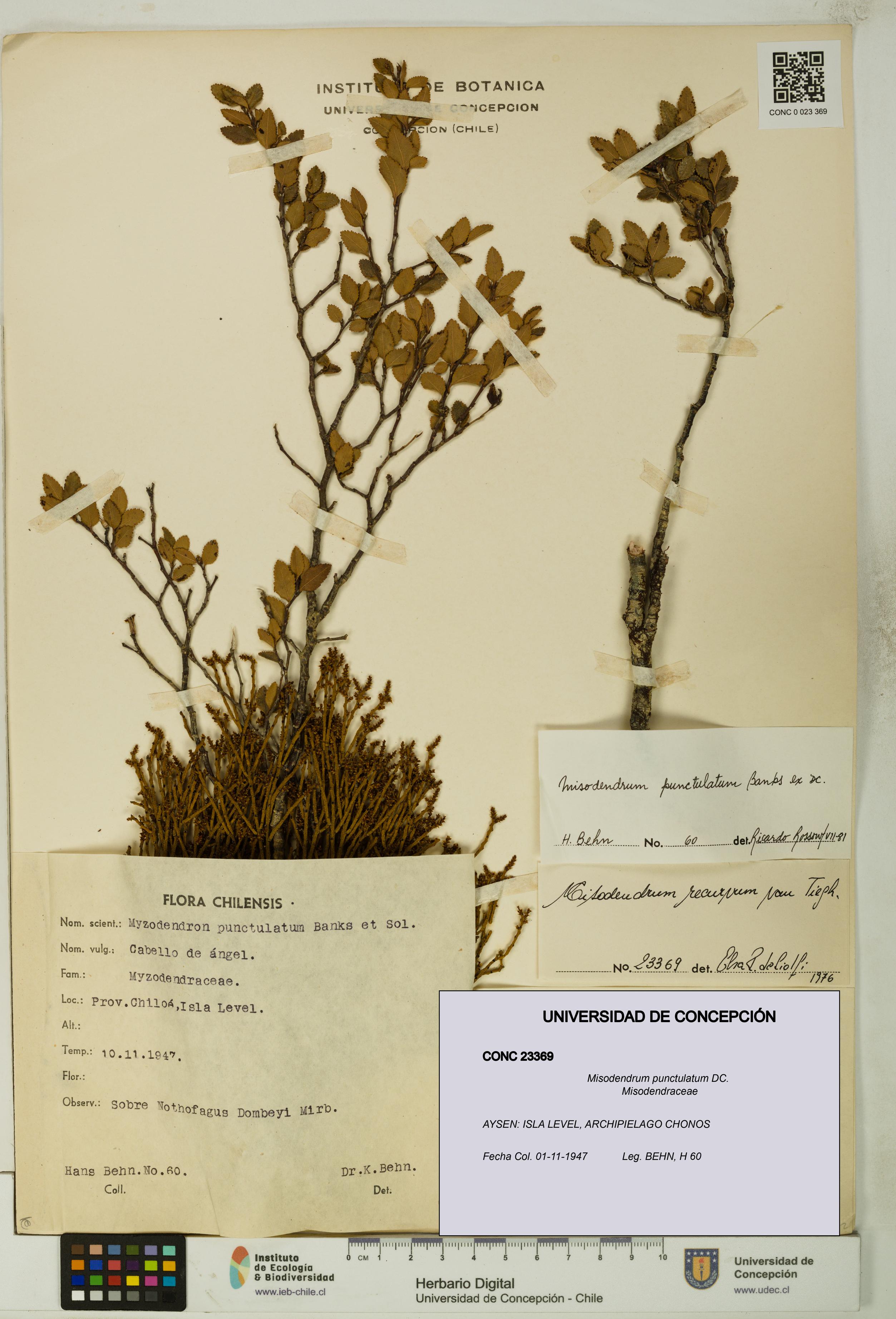 Misodendrum punctulatum [Espécimen: UDEC:CONC:0023369]