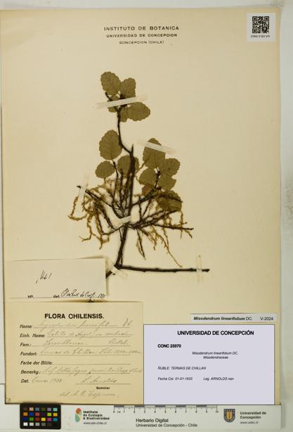 Misodendrum linearifolium [Espécimen: UDEC:CONC:0023370]