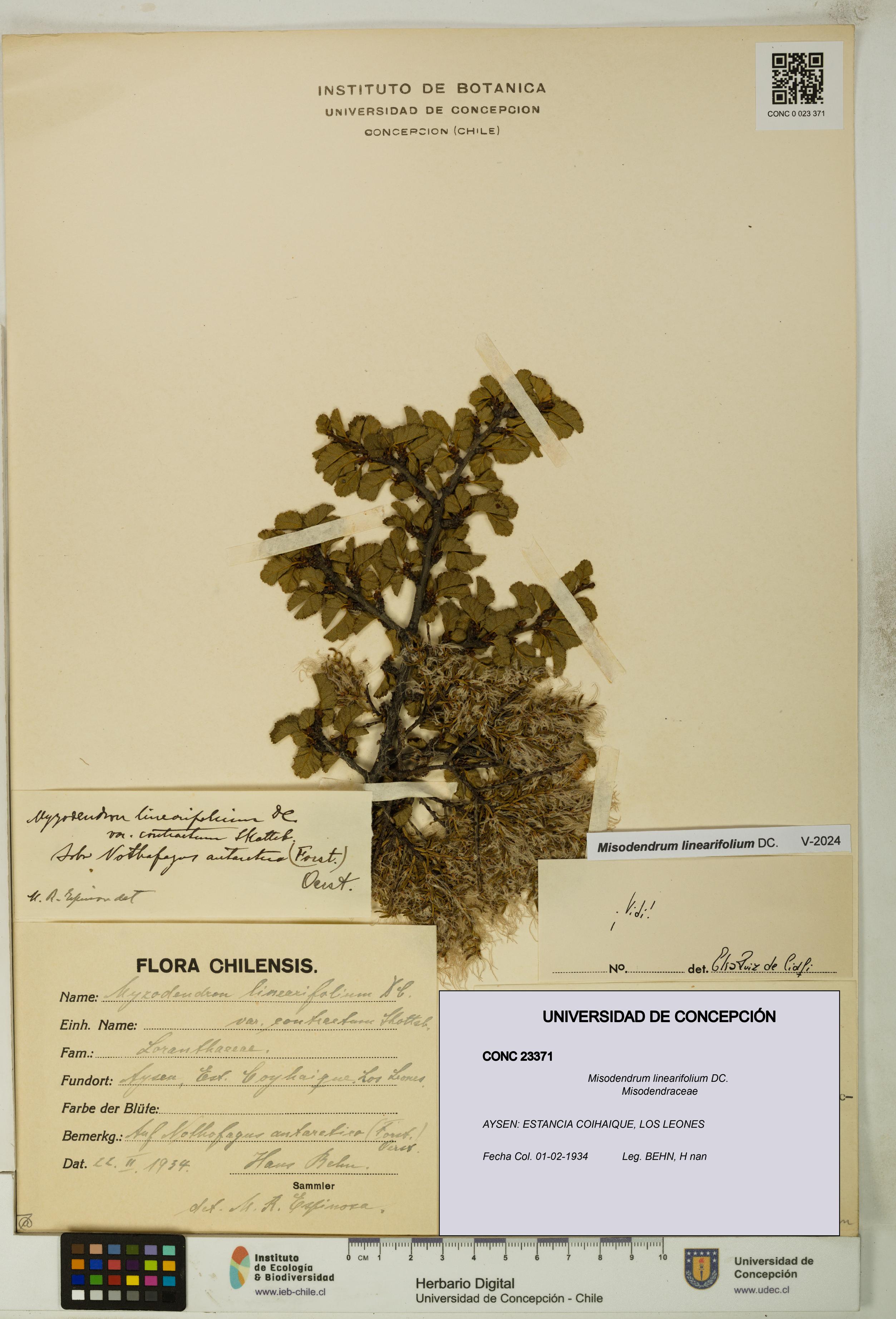 Misodendrum linearifolium [Espécimen: UDEC:CONC:0023371]