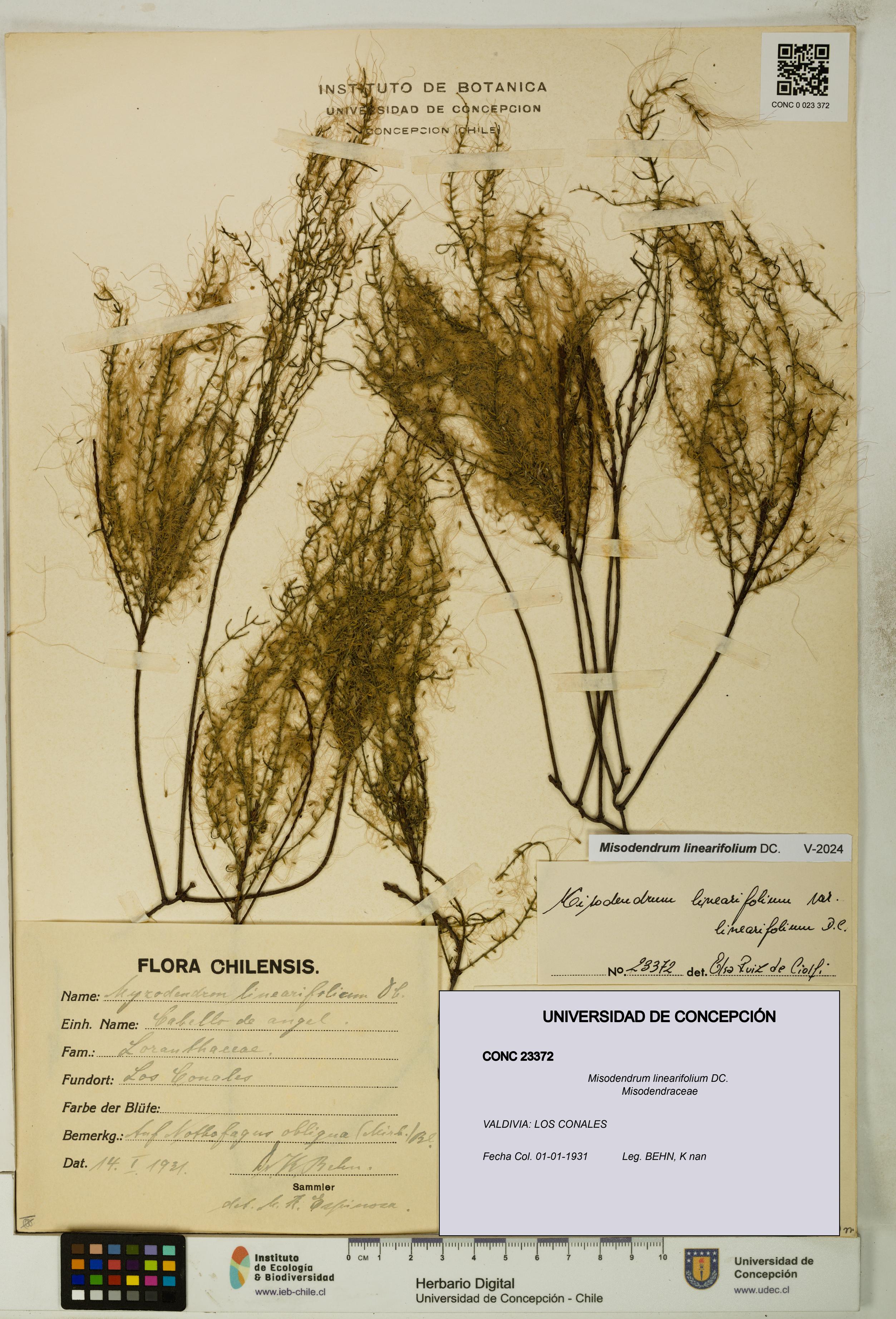 Misodendrum linearifolium [Espécimen: UDEC:CONC:0023372]