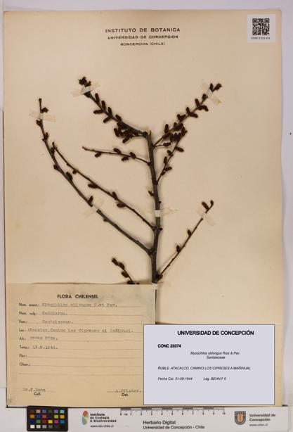 Myoschilos oblongus [Espécimen: UDEC:CONC:0023374]