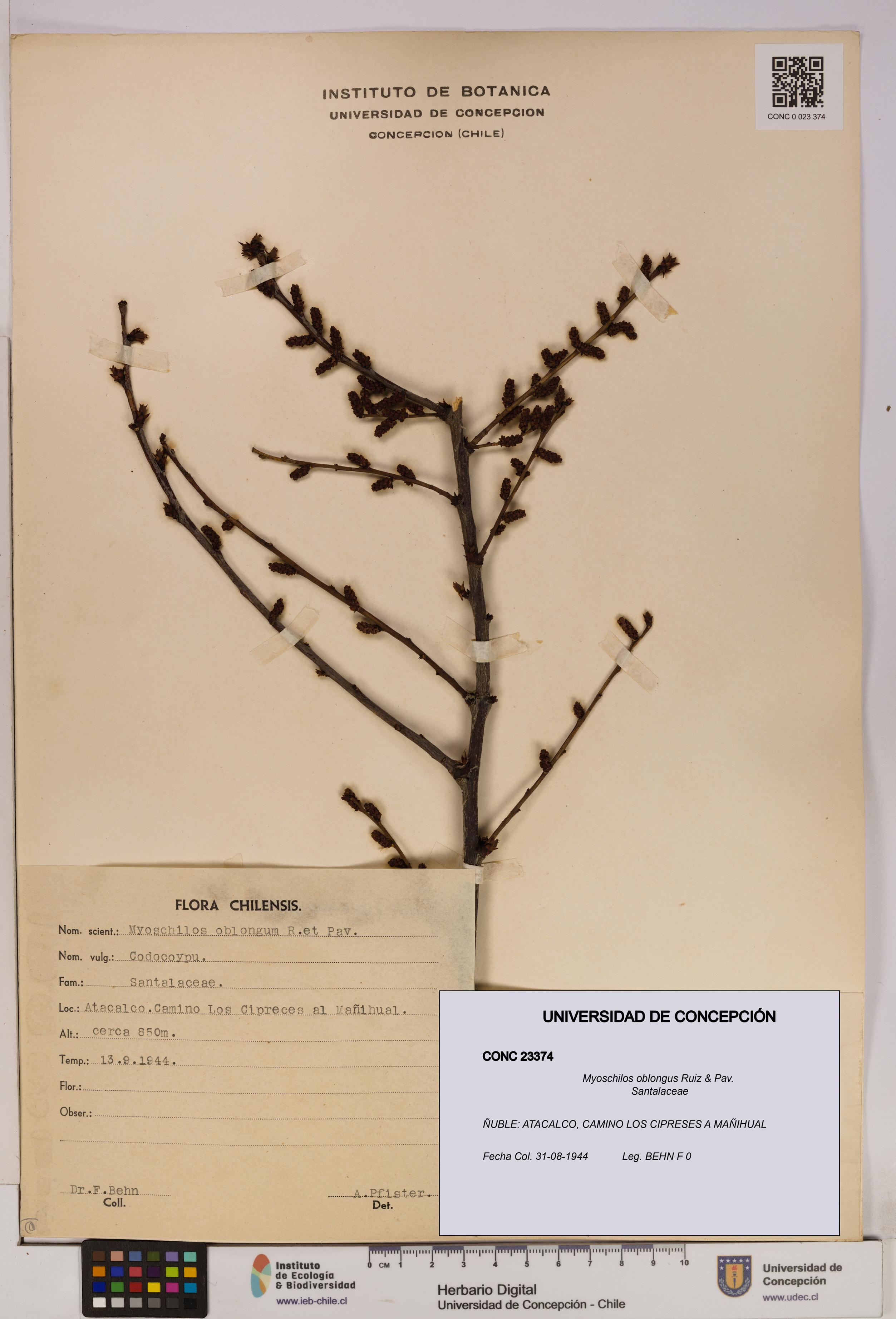 Myoschilos oblongus [Espécimen: UDEC:CONC:0023374]