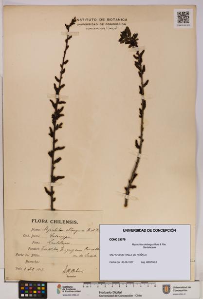 Myoschilos oblongus [Espécimen: UDEC:CONC:0023375]