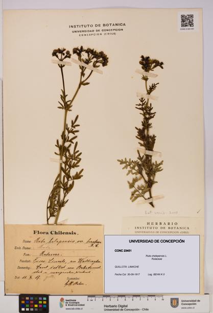 Ruta chalepensis [Espécimen: UDEC:CONC:0023451]
