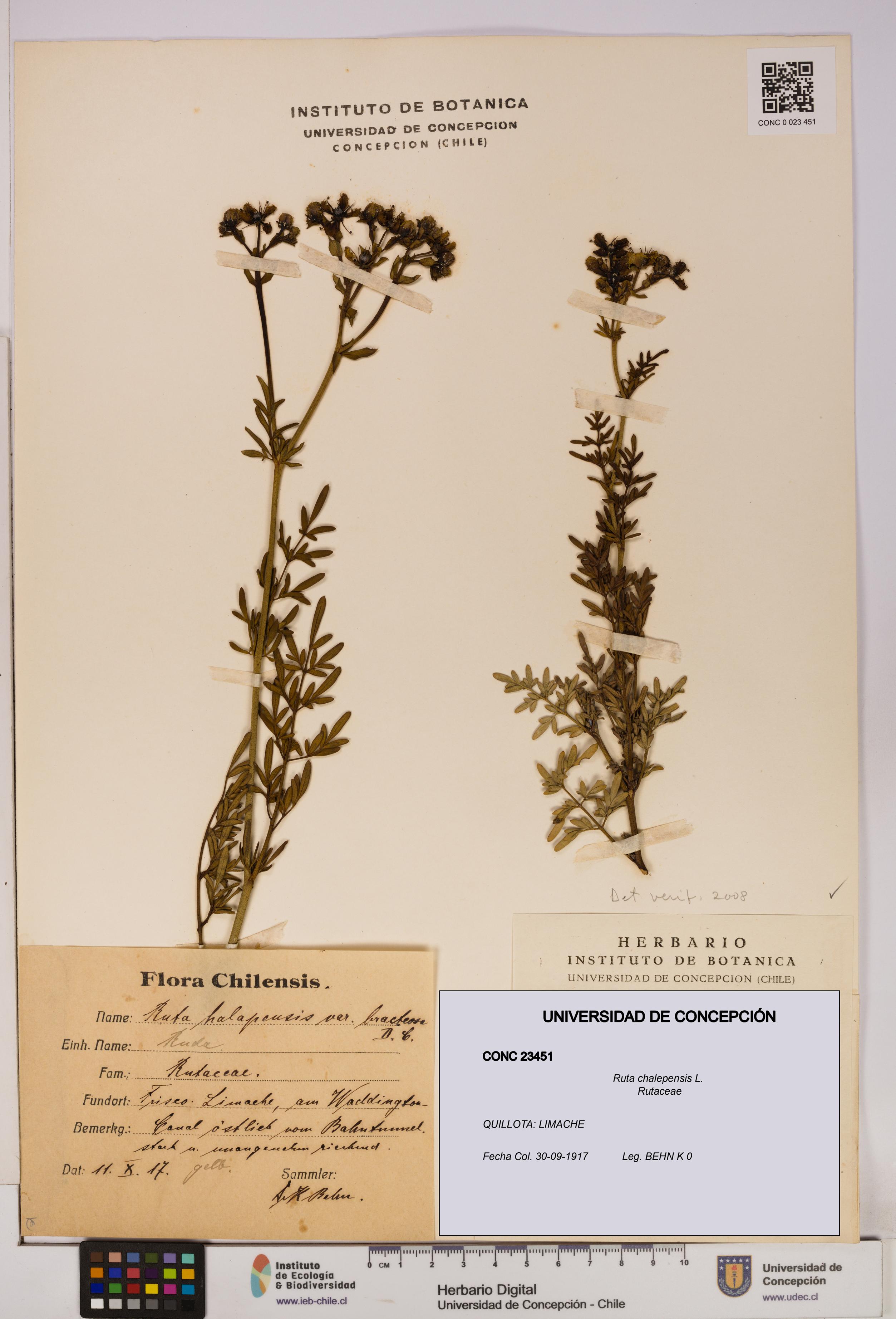 Ruta chalepensis [Espécimen: UDEC:CONC:0023451]