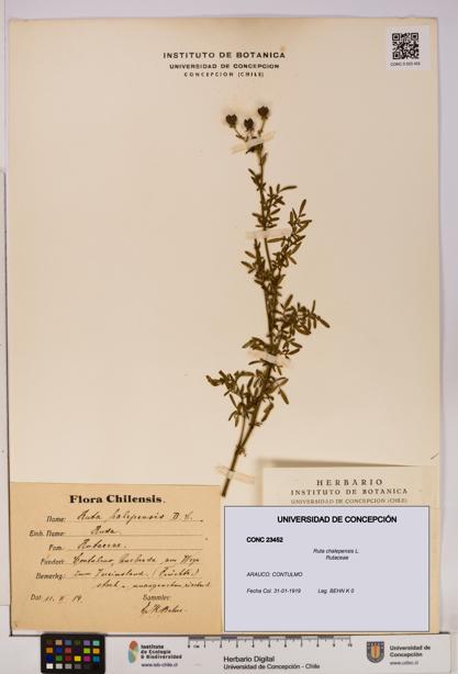 Ruta chalepensis [Espécimen: UDEC:CONC:0023452]