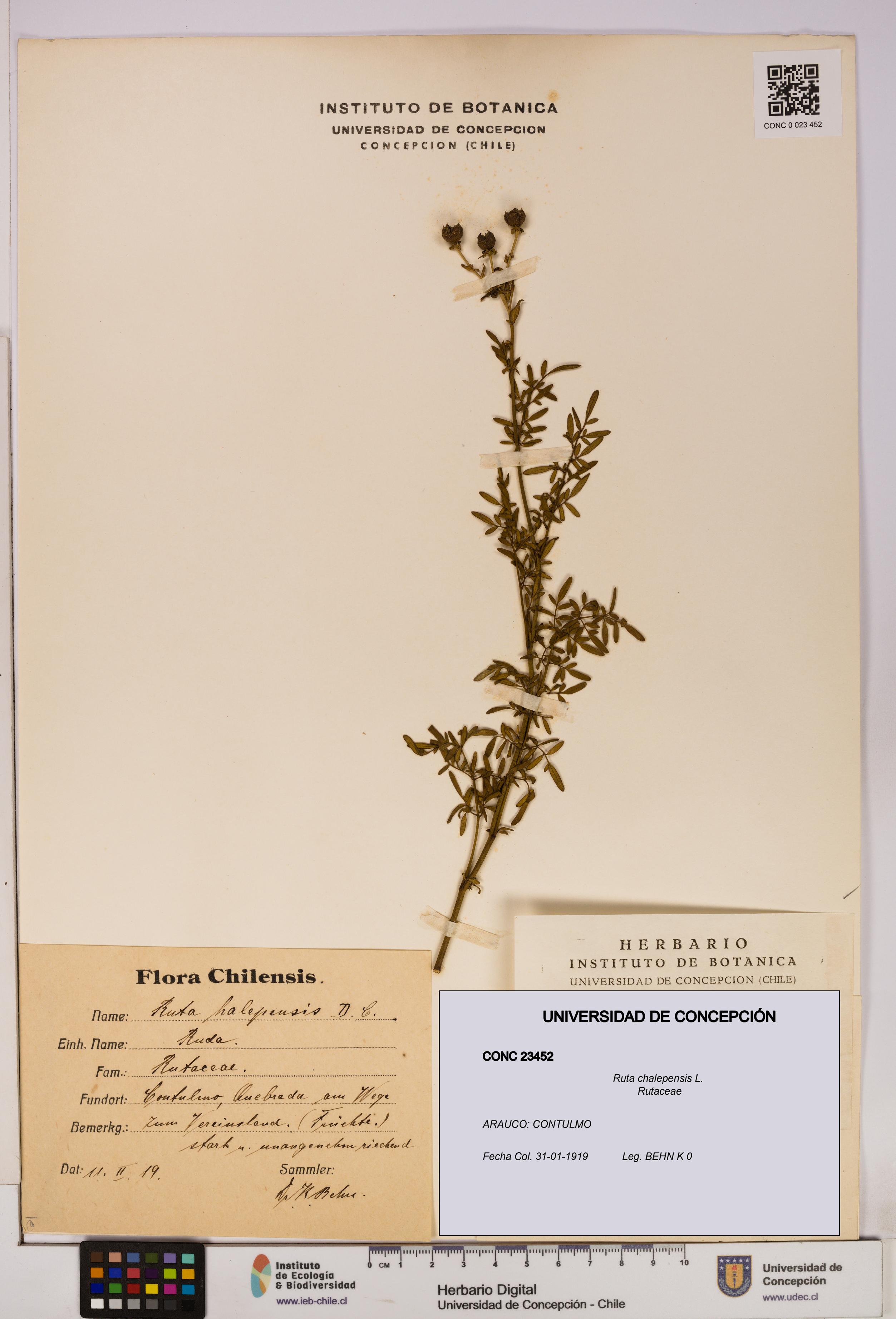 Ruta chalepensis [Espécimen: UDEC:CONC:0023452]