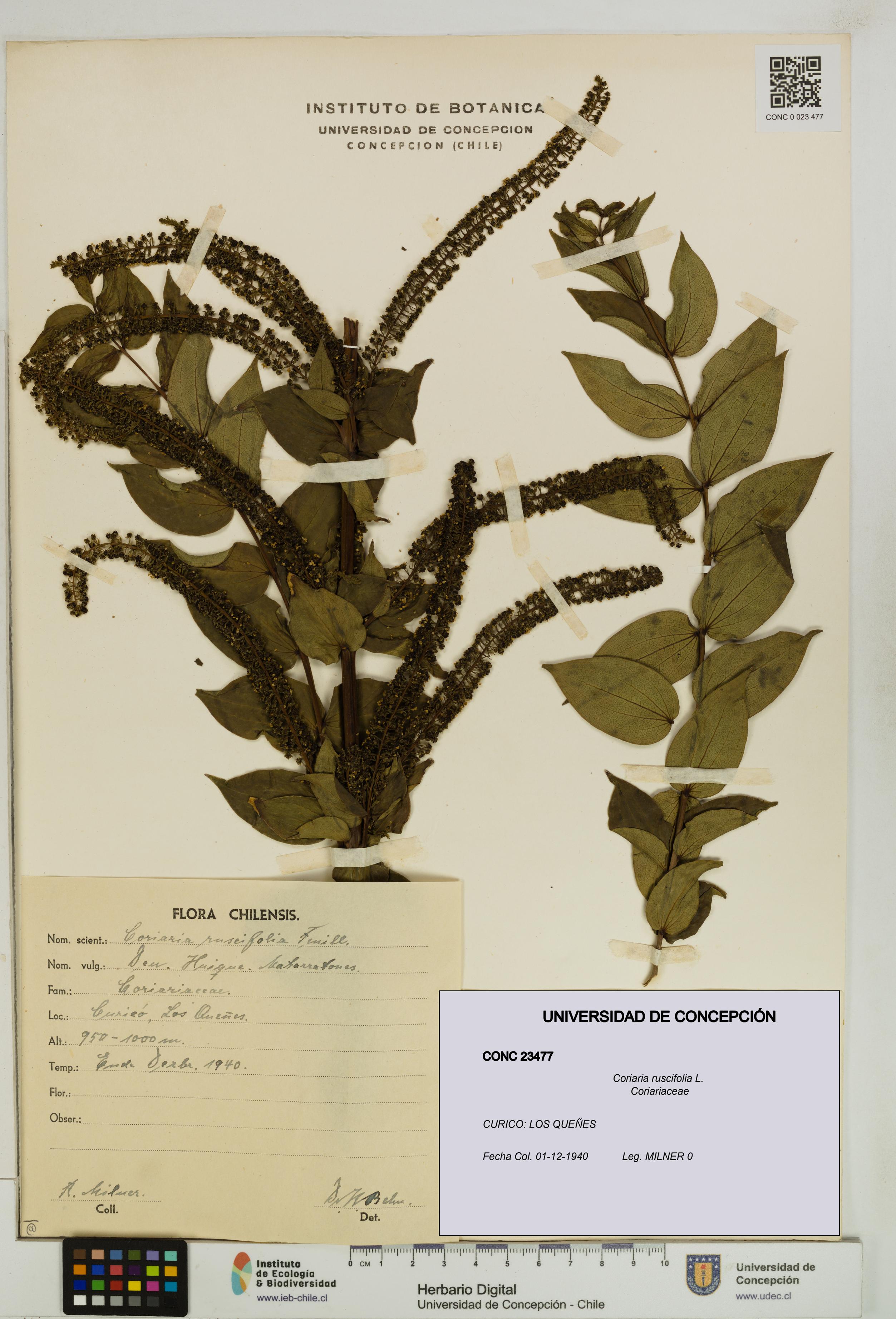 Coriaria ruscifolia [Espécimen: ]