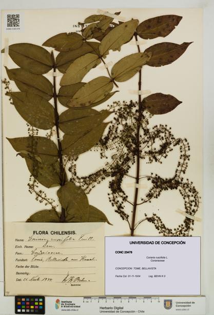 Coriaria ruscifolia [Espécimen: ]