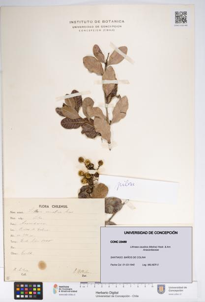 Lithraea caustica [Espécimen: UDEC:CONC:0023489]