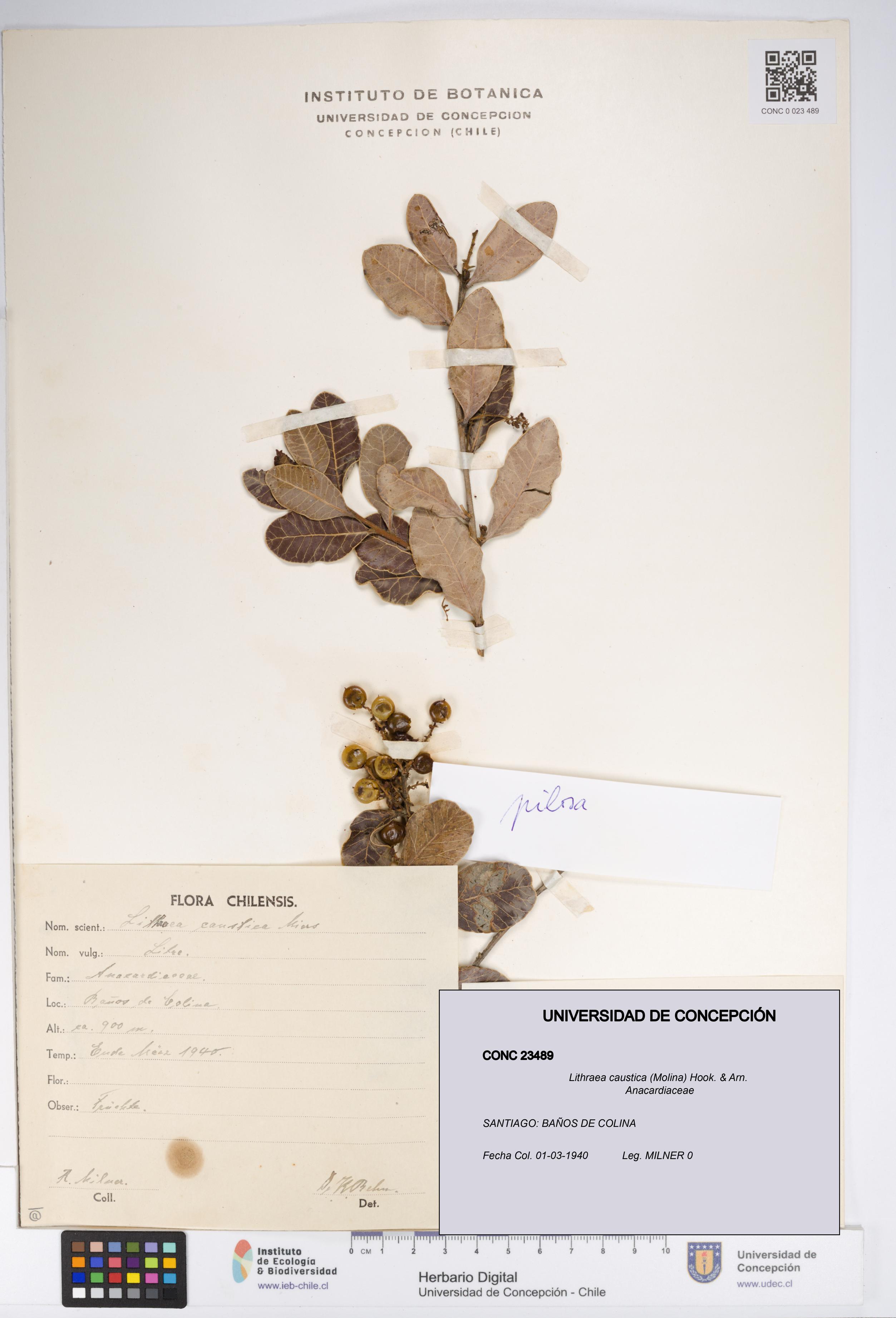 Lithraea caustica [Espécimen: UDEC:CONC:0023489]