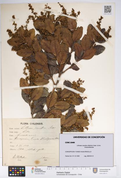 Lithraea caustica [Espécimen: UDEC:CONC:0023490]