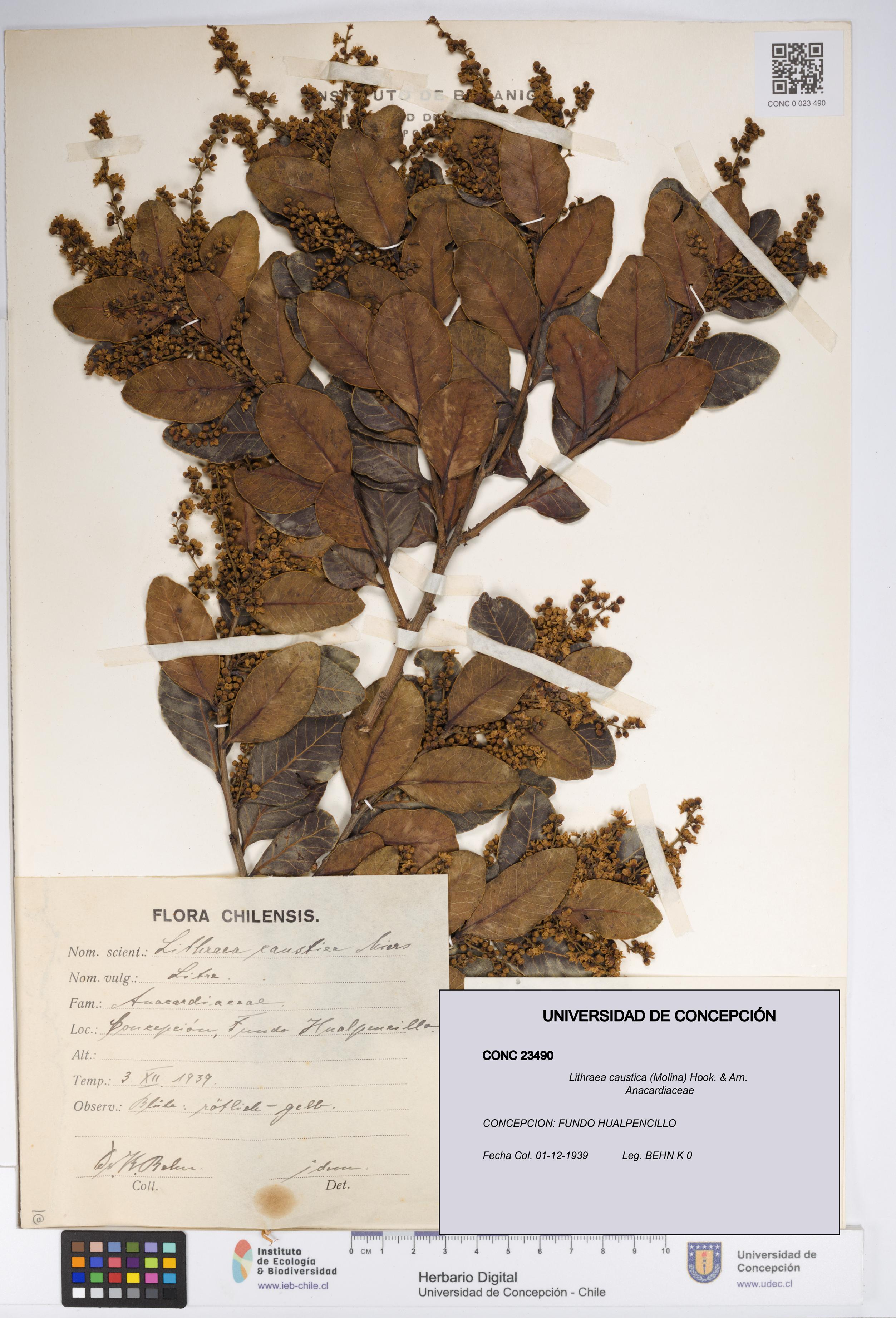 Lithraea caustica [Espécimen: UDEC:CONC:0023490]