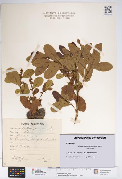 Lithraea caustica [Espécimen: UDEC:CONC:0023491]