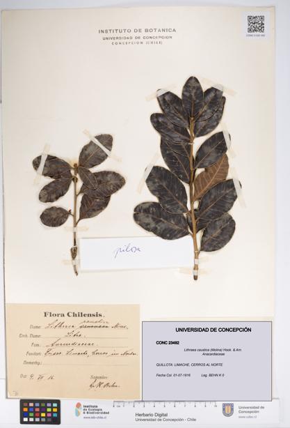 Lithraea caustica [Espécimen: UDEC:CONC:0023492]