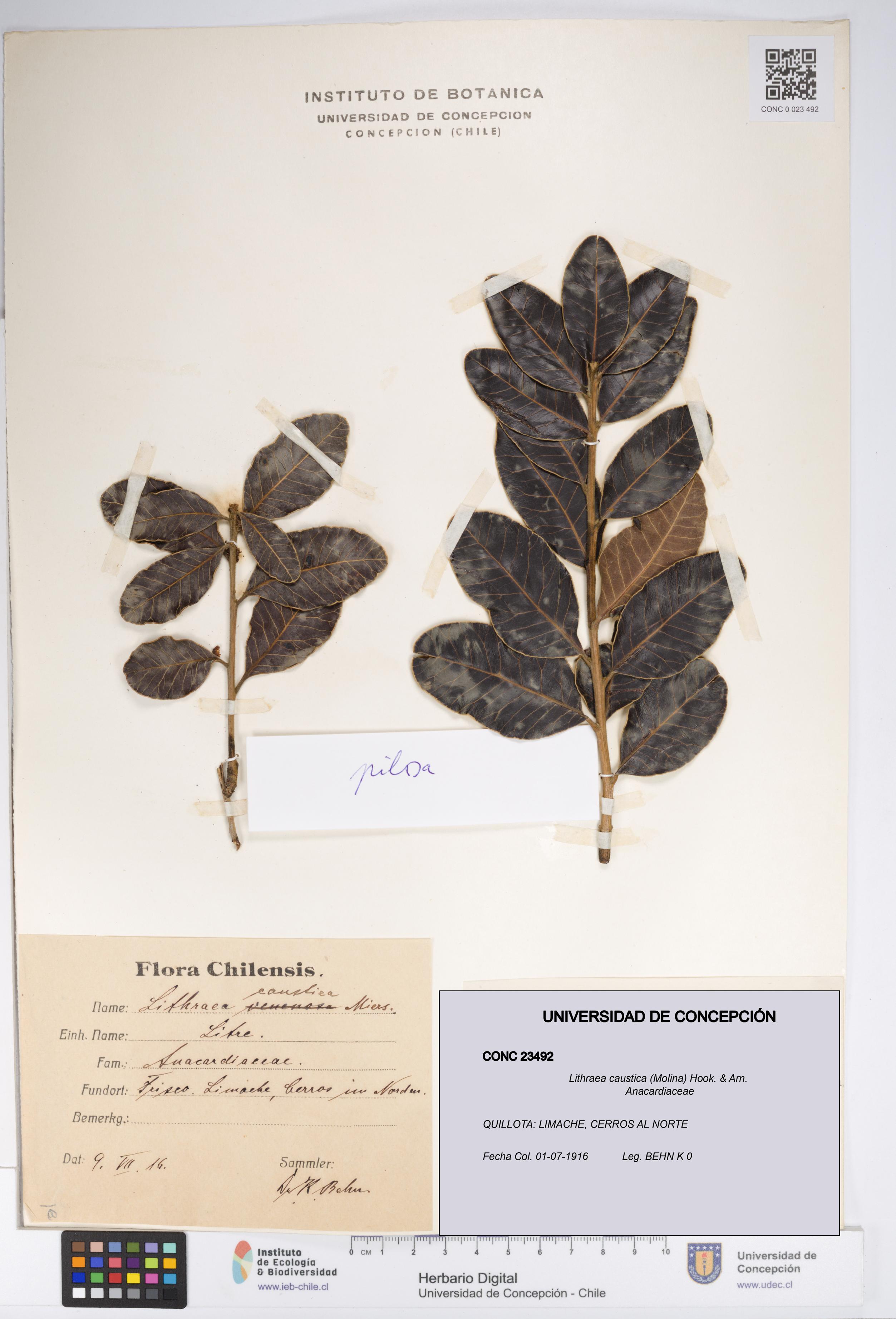 Lithraea caustica [Espécimen: UDEC:CONC:0023492]