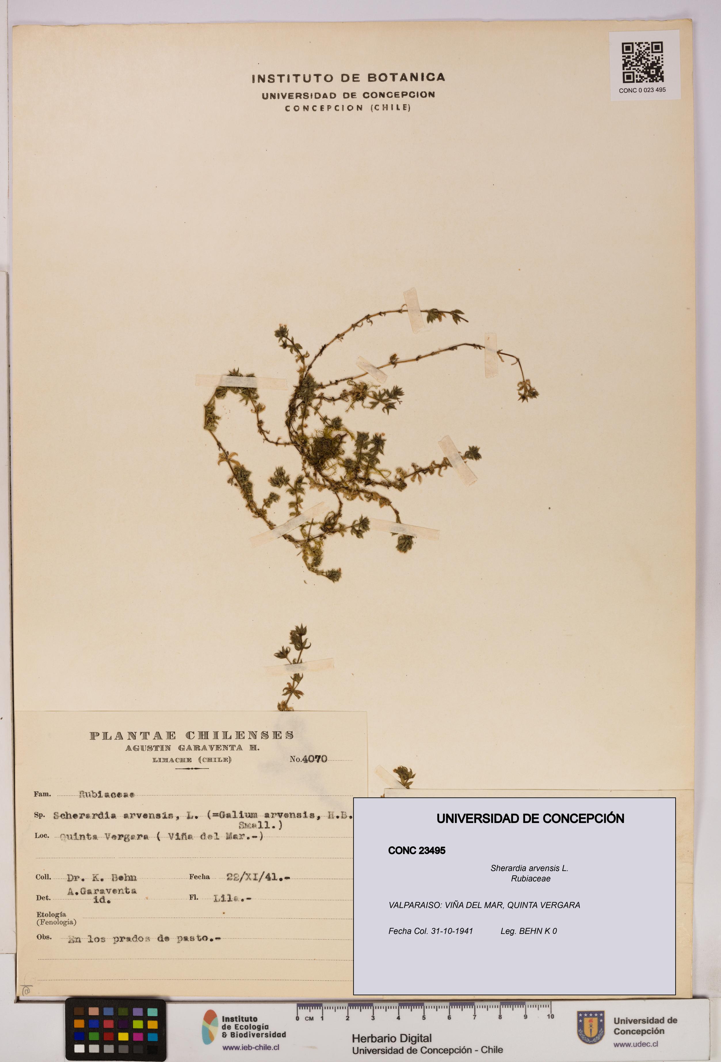 Sherardia arvensis [Espécimen: UDEC:CONC:0023495]