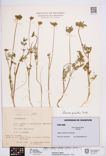 Daucus pusillus [Espécimen: ]