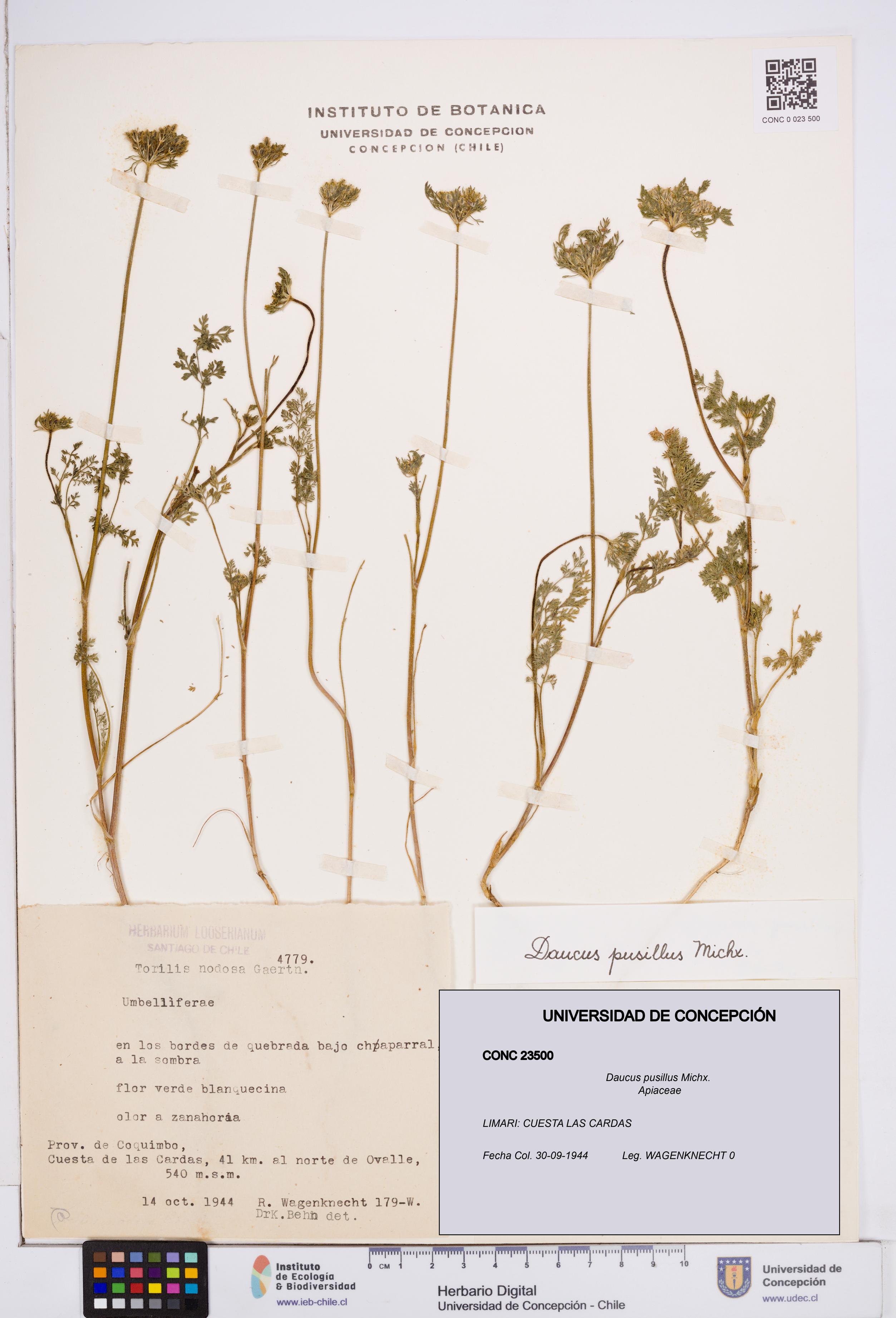 Daucus pusillus [Espécimen: ]