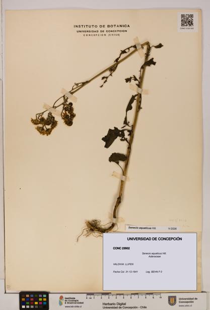 Senecio aquaticus [Espécimen: UDEC:CONC:0023502]