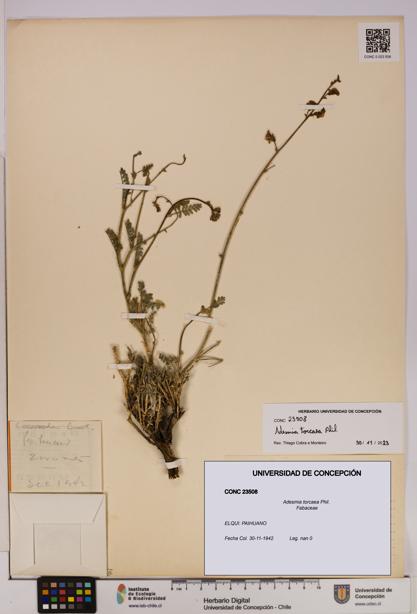 Adesmia torcaea [Espécimen: UDEC:CONC:0023508]