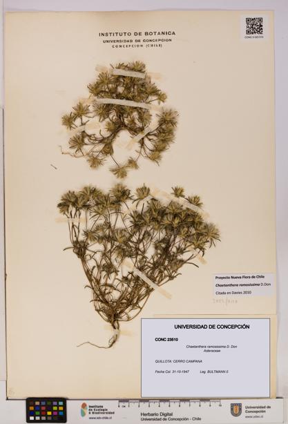 Chaetanthera ramosissima [Espécimen: UDEC:CONC:0023510]