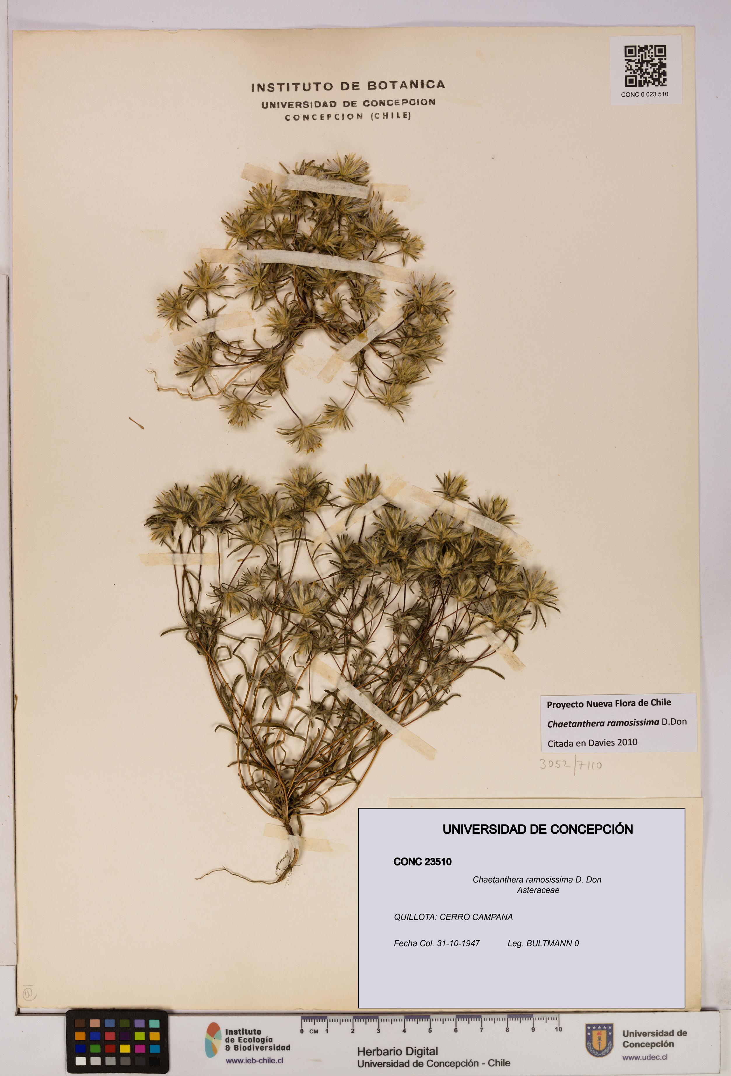 Chaetanthera ramosissima [Espécimen: UDEC:CONC:0023510]