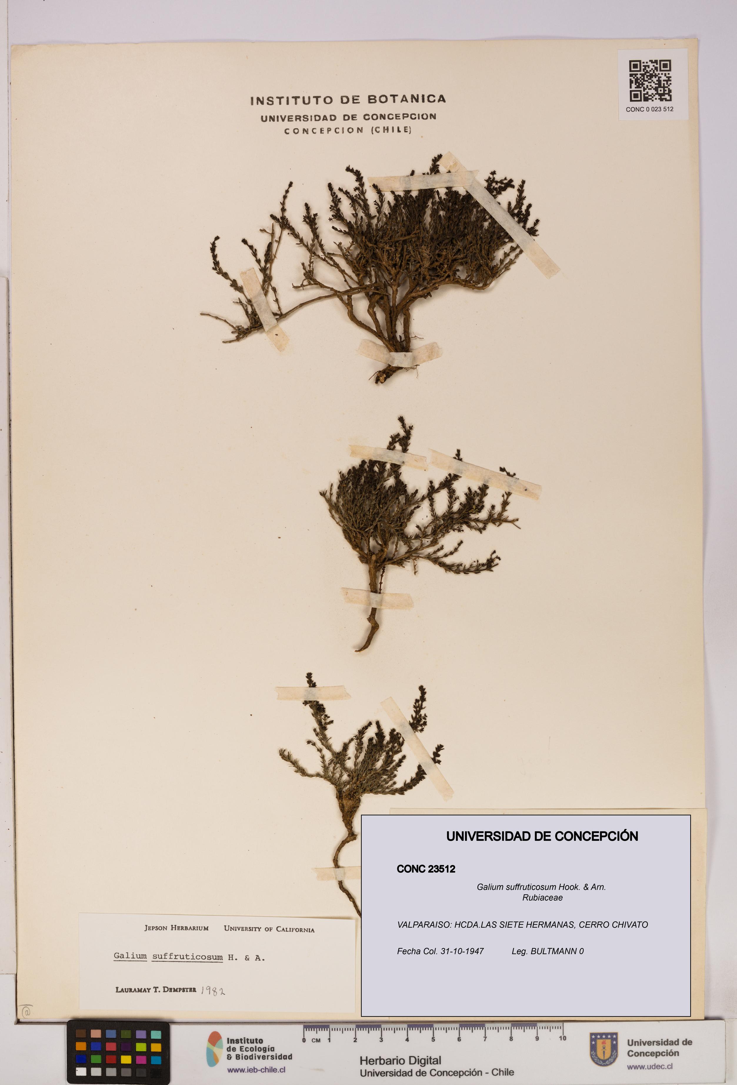 Galium suffruticosum [Espécimen: UDEC:CONC:0023512]