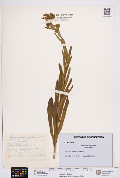Cynoglossum creticum [Espécimen: ]
