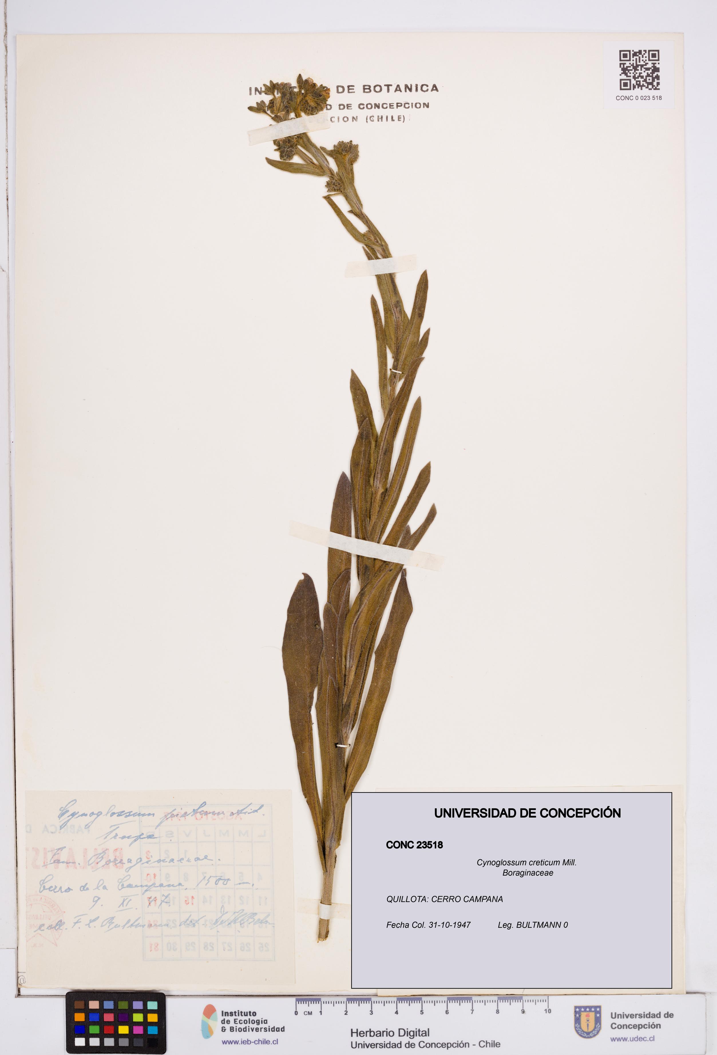 Cynoglossum creticum [Espécimen: ]