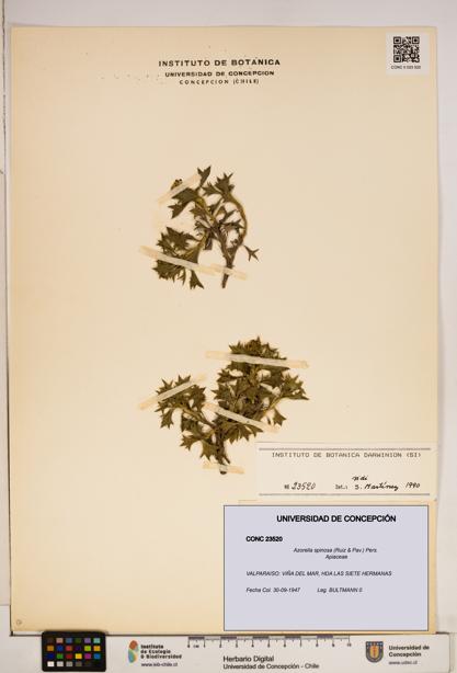 Azorella spinosa [Espécimen: ]