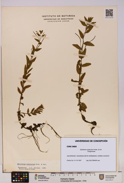 Epilobium puberulum [Espécimen: UDEC:CONC:0023523]