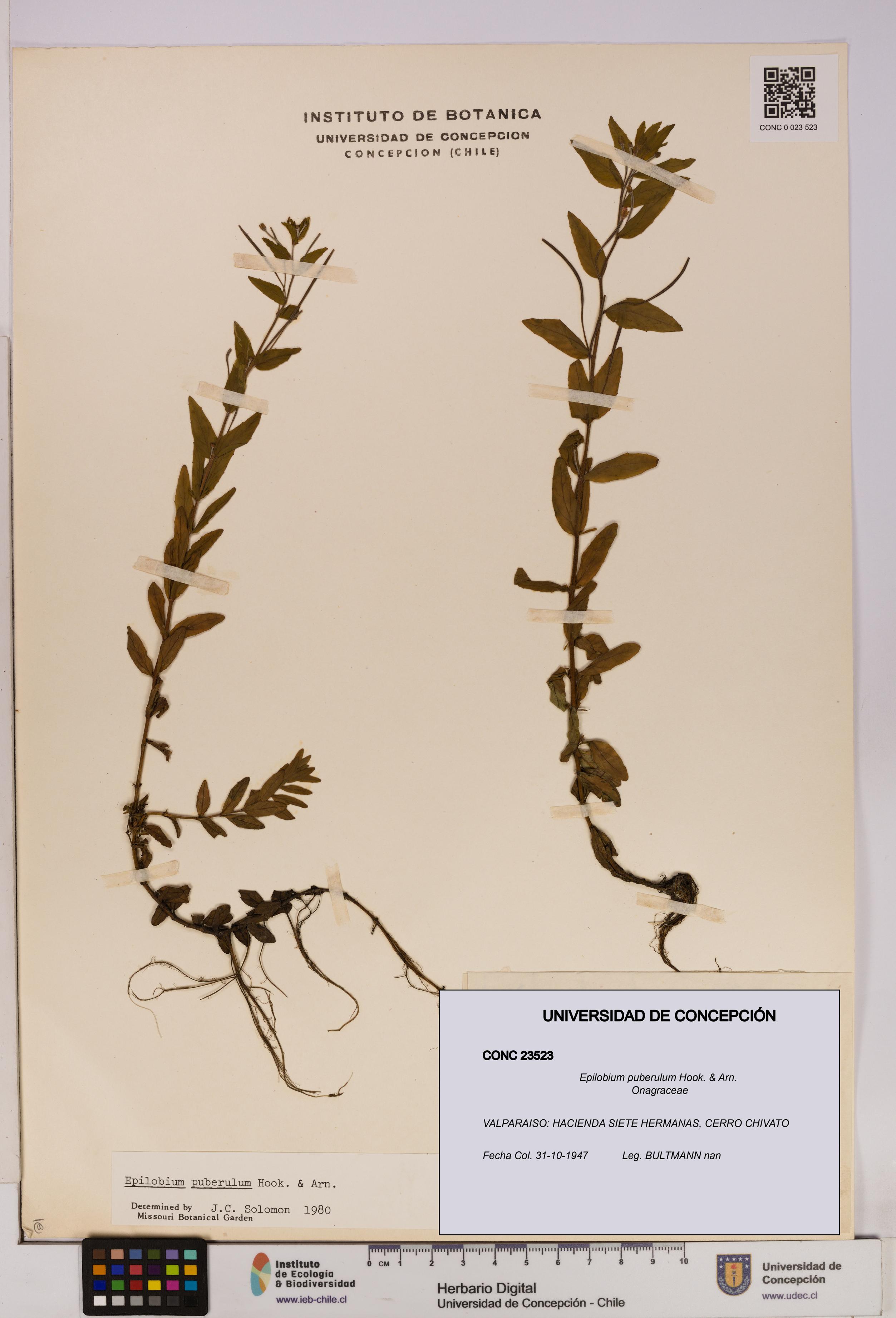 Epilobium puberulum [Espécimen: UDEC:CONC:0023523]