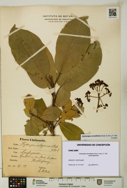 Hydrangea serratifolia [Espécimen: UDEC:CONC:0023557]