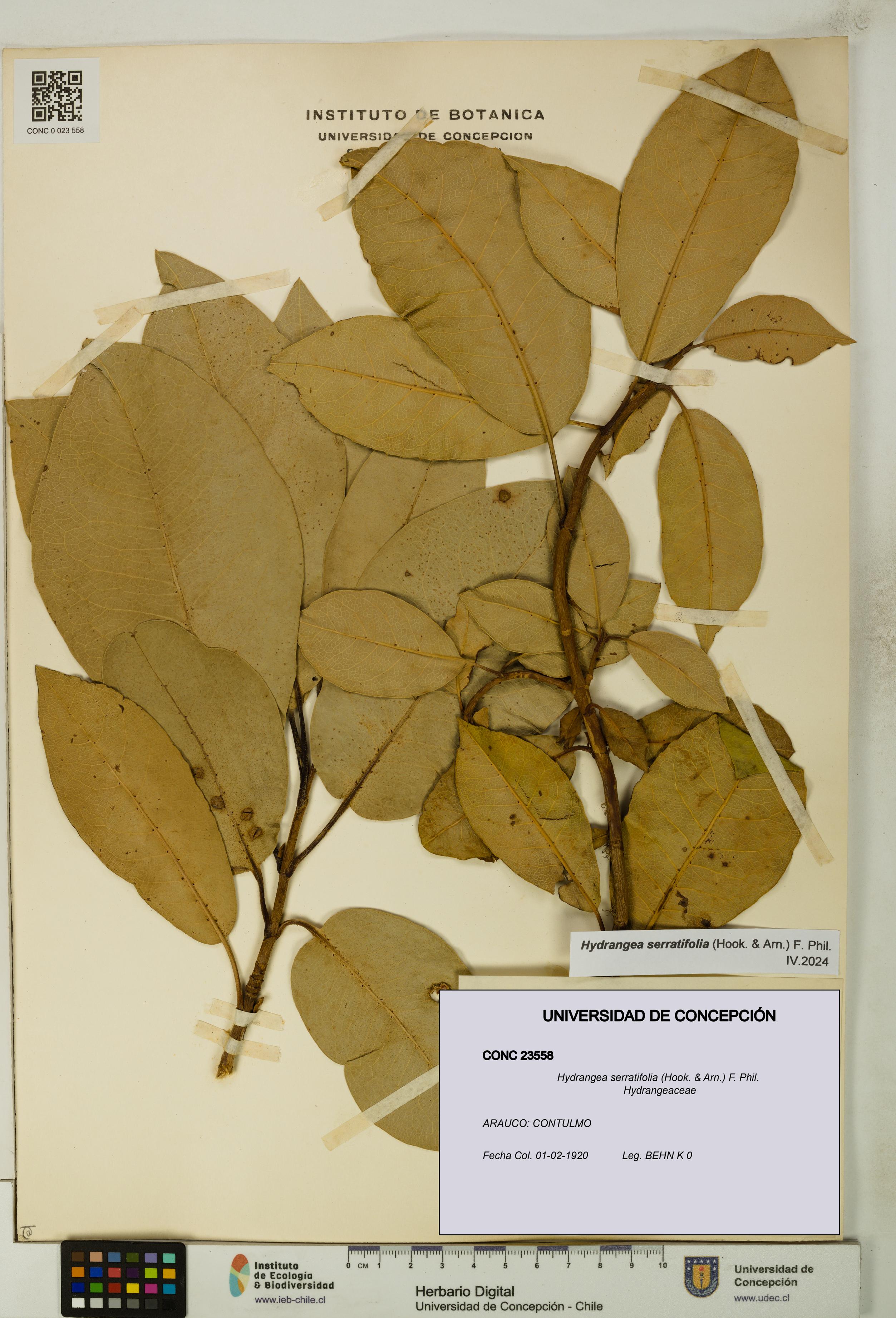 Hydrangea serratifolia [Espécimen: UDEC:CONC:0023558]