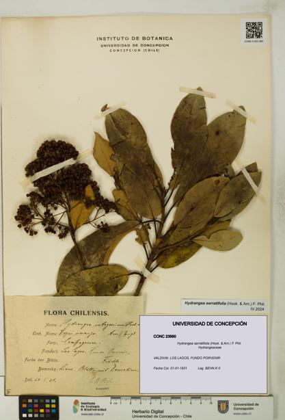 Hydrangea serratifolia [Espécimen: UDEC:CONC:0023560]